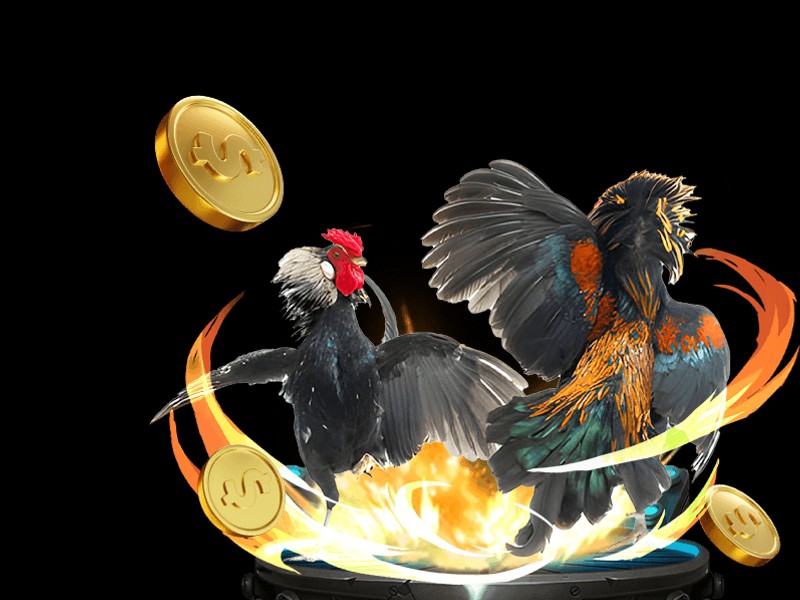 Đá gà Thomo trực tiếp